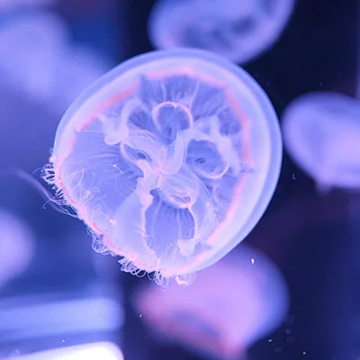 免费V2rayX节点 | 1月15日21.4M/S|免费SSR节点/Singbox节点/V2ray节点/Clash节点/Shadowrocket节点节点推荐，在线Clash机场梯子购买推荐