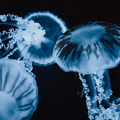 稳连云Clash全方位指南：解锁高效安全网络访问的核心秘籍