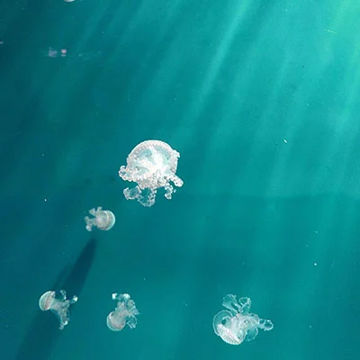 V2Ray协议全解析：从安全加密到高效伪装的技术指南