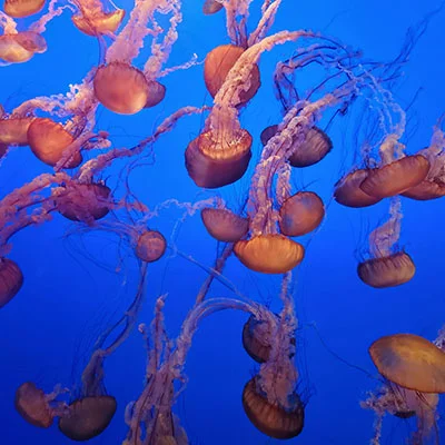 突破网络边界：利用百度云构建安全高效的科学上网通道