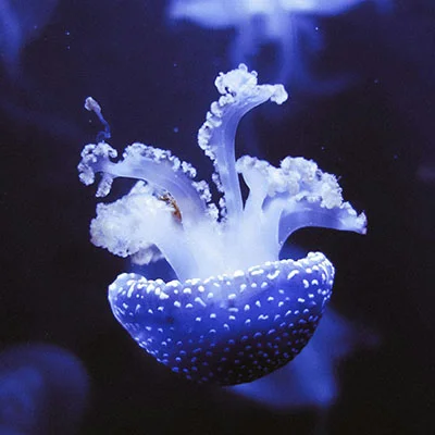 轻松掌握Clash车架升降系统安装：从入门到精通的完整教程