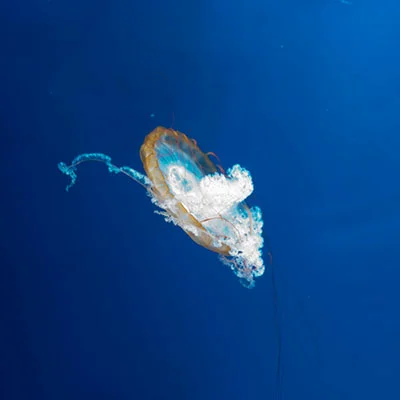 Clash代理工具如何实现热点共享？完整配置指南与深度解析