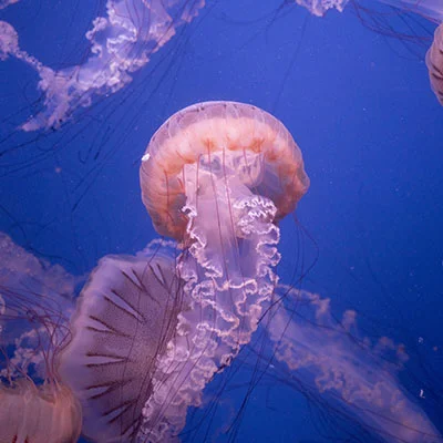 突破网络限制：iPhone用户安装与配置Clash的终极指南