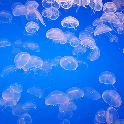 解密v2rayNG报毒现象：科学上网工具的安全迷思与应对之道